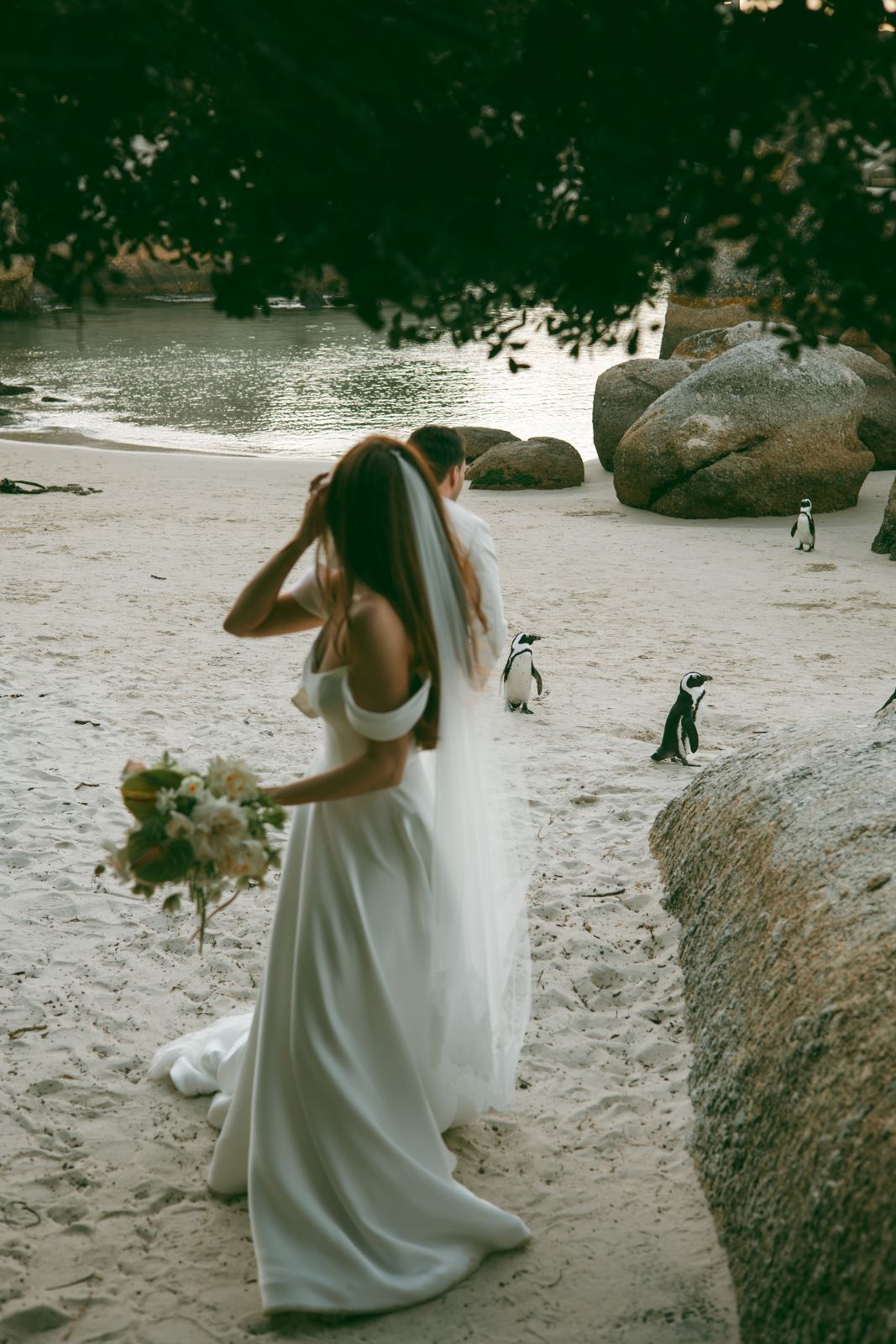 Bride walking among the penguins at Boulders Beach