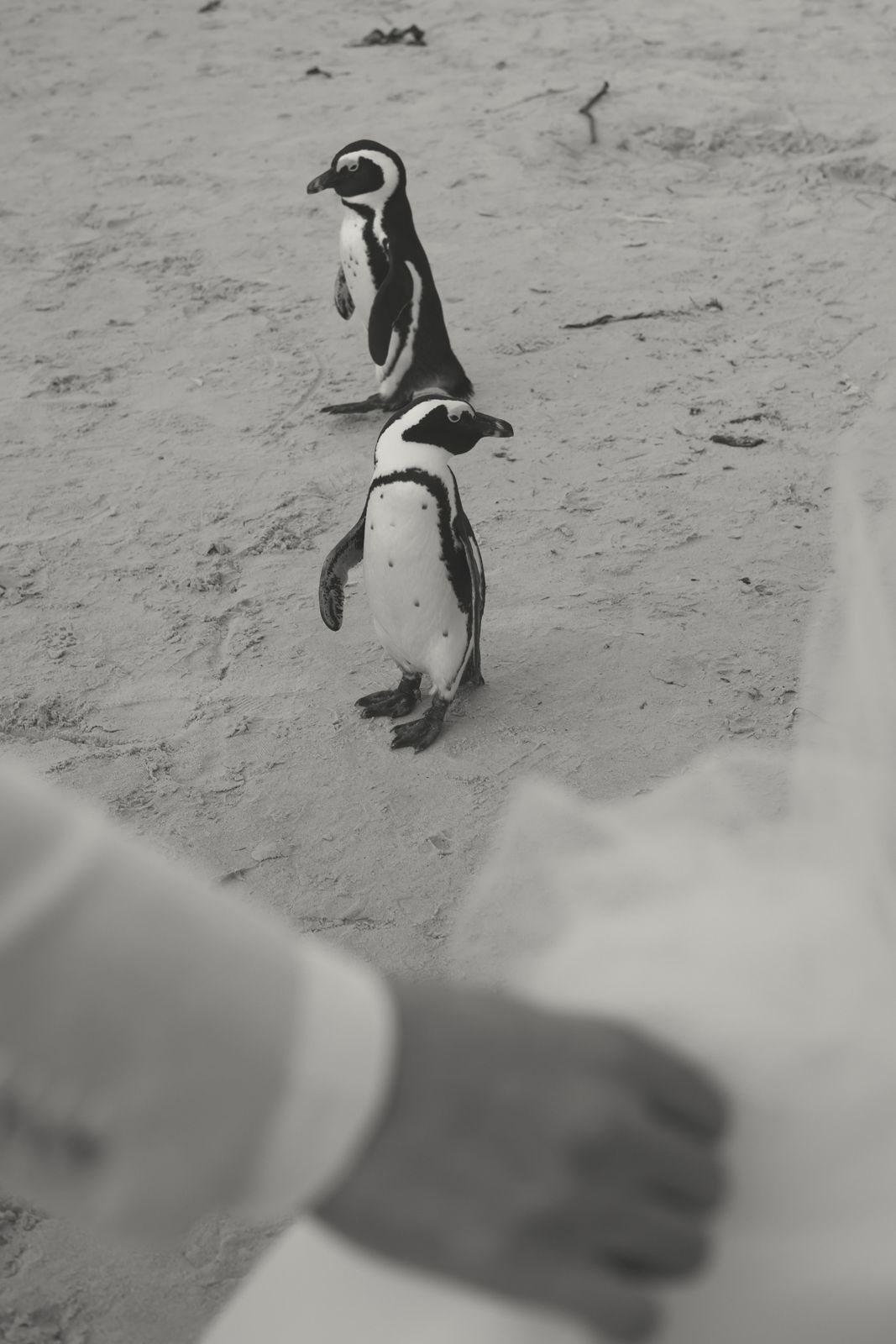 Two penguins on the sand at Boulders Beach